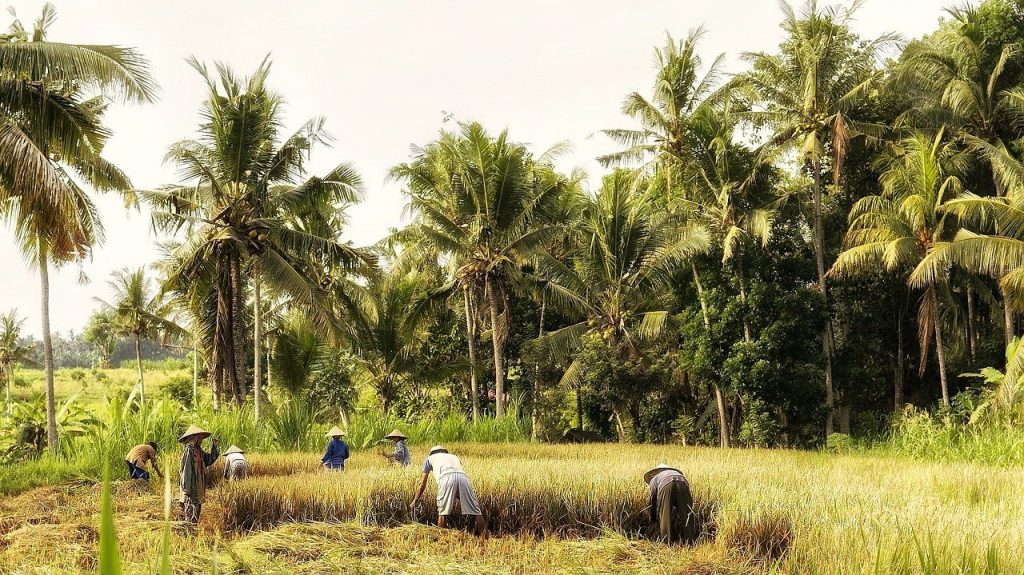 Werken op rijstveld Indonesië